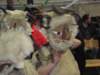 dscf2713_small.jpg