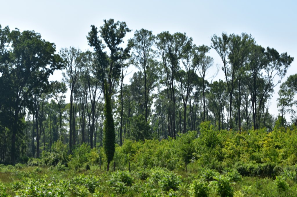 dsc_0032.jpg