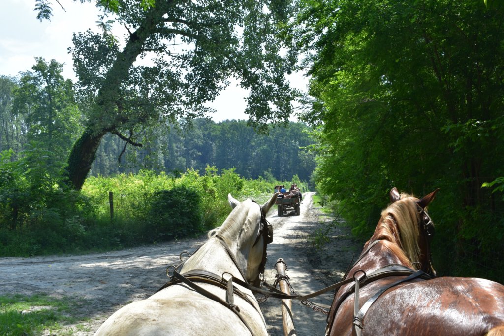 dsc_0082.jpg