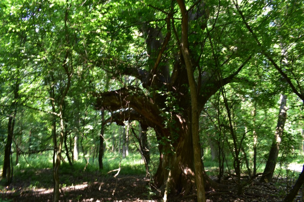 dsc_0104.jpg